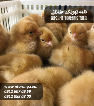 جوجه یکروزه لوهمن